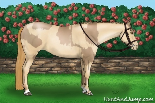 Horse Color:Liver Chestnut Pearl  and Gold Champagne Pearl 