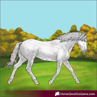 Horse Color:Gray Watercolor Chestnut Sabino Appaloosa 