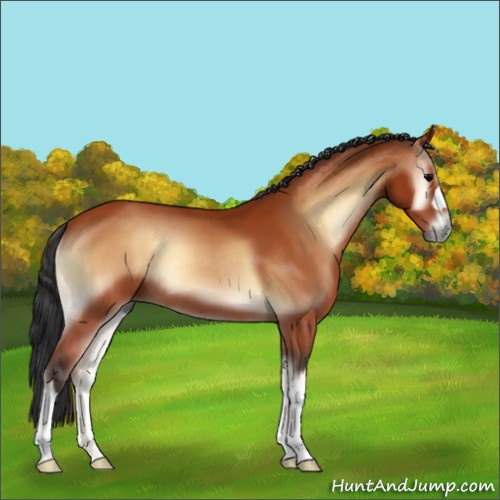 Horse Color:Bay Onyx 