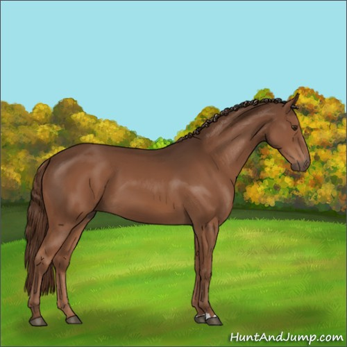 Horse Color:Liver Chestnut 