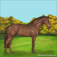 Horse Color:Liver Chestnut 