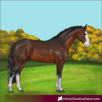 Horse Color:Brown Sabino Splash 