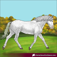 Horse Color:Watercolor White Spotted Red Dun Appaloosa 