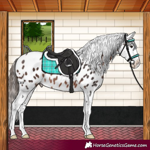 Horse Color:Bay Near Leopard Rabicano