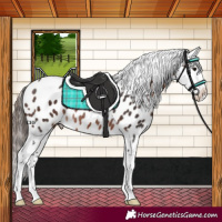 Horse Color:Bay Near Leopard Rabicano 