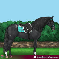 Horse Color:Black Appaloosa 