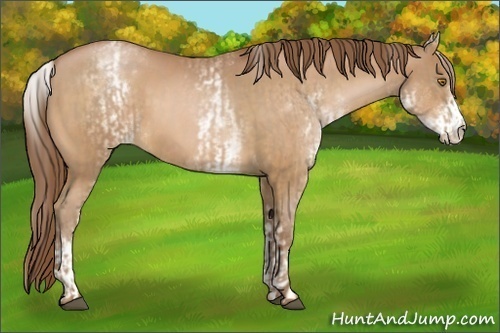 Horse Color:Bay Pearl  and White Spotted Bay Pearl 