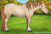 Horse Color:Bay Pearl  and Amber Champagne Pearl 