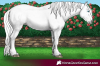 Horse Color:Gray Silver Buckskin Pearl Rabicano 