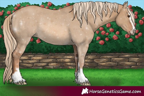 Horse Color:Red Dun Sabino Rabicano