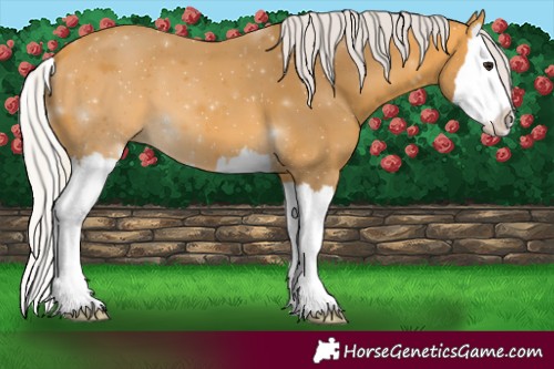 Horse Color:Silver Buckskin Splash