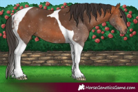 Horse Color:Bay Tobiano 