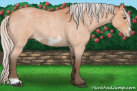 Horse Color:Silver Bay Roan Frame 
