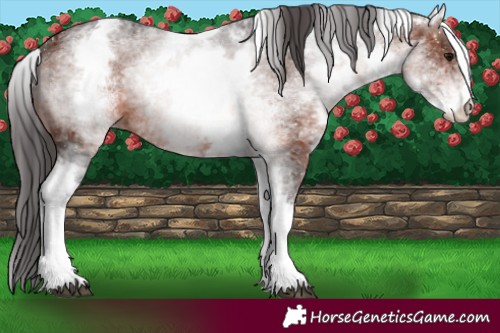 Horse Color:White Spotted Brown 