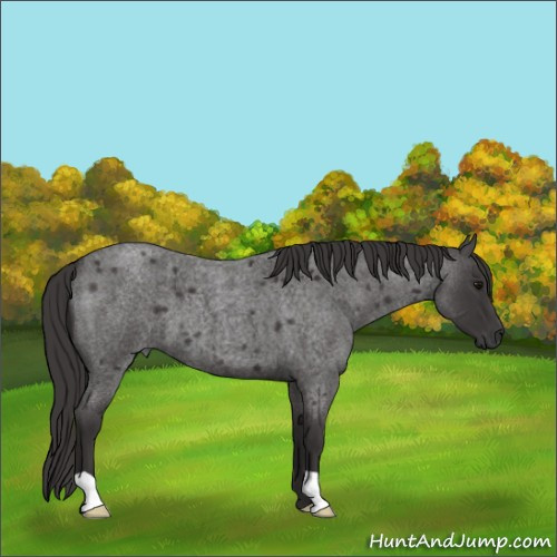 Horse Color:Smoky Blue Roan 