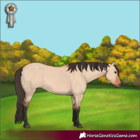 Horse Color:Bay Dun