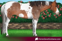 Horse Color:Bay Tobiano Frame Rabicano