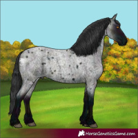 Horse Color:Midnight Grullo Roan 