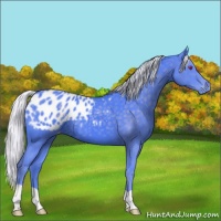 Horse Color:Watercolor Silver Smoky Black Chinchilla Appaloosa 