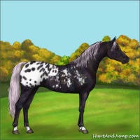Horse Color:Watercolor Midnight Silver Black Ice Appaloosa 