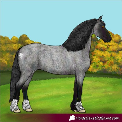 Horse Color:Midnight Grullo Roan