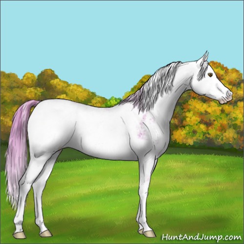 Horse Color:Watercolor Chestnut Sabino Rabicano 