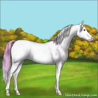 Horse Color:Watercolor Chestnut Sabino Rabicano 