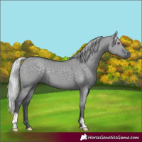 Horse Color:Silver Grullo Chinchilla 
