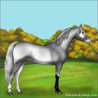 Horse Color:Void Silver Blue Onyx Chinchilla 