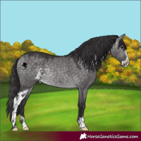Horse Color:Platinum Buckskin Dun Sabino 