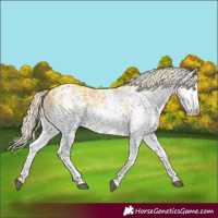 Horse Color:White Spotted Palomino 