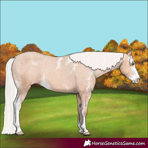 Horse Color:Silver Sable Champagne Sabino Appaloosa Rabicano