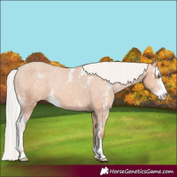 Horse Color:Silver Sable Champagne Sabino Appaloosa Rabicano 