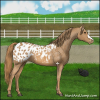 Horse Color:Chestnut Near Leopard 