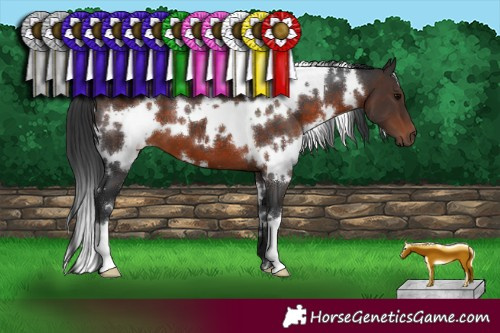 Horse Color:White Spotted Brown 
