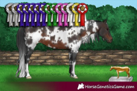 Horse Color:White Spotted Brown 