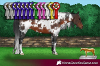 Horse Color:White Spotted Brown