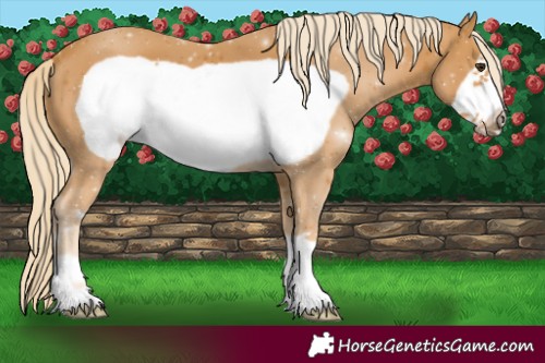 Horse Color:Palomino Frame 