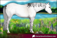 Horse Color:Gray Sable Champagne Ice Onyx Rabicano 