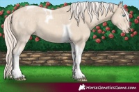 Horse Color:Cremello Tobiano