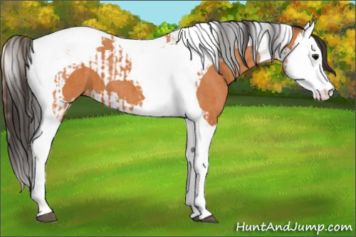 Horse Color:Bay Splash Tobiano Appaloosa  and Bay Splash Tobiano Appaloosa 
