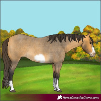 Horse Color:Buckskin Roan Splash Frame Rabicano 