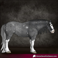 Horse Color:Black Splash