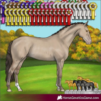 Horse Color:Classic Champagne Dun Rabicano