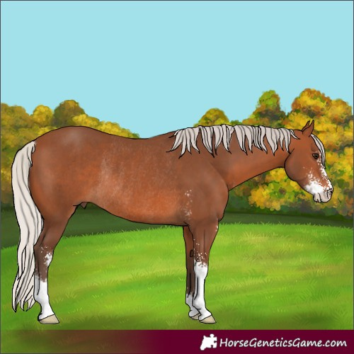 Horse Color:Silver Brown Sabino Rabicano 
