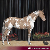 Horse Color:White Spotted Classic Champagne 
