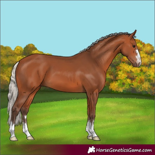 Horse Color:Silver Bay 