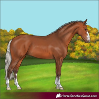 Horse Color:Silver Bay