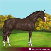 Horse Color:Liver Chestnut
