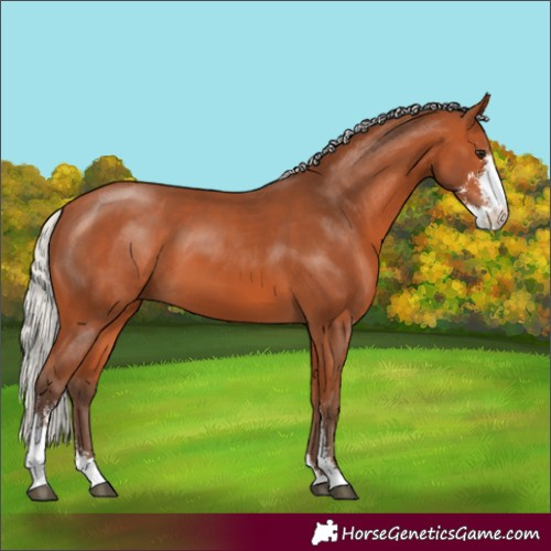 Horse Color:Silver Bay Sabino